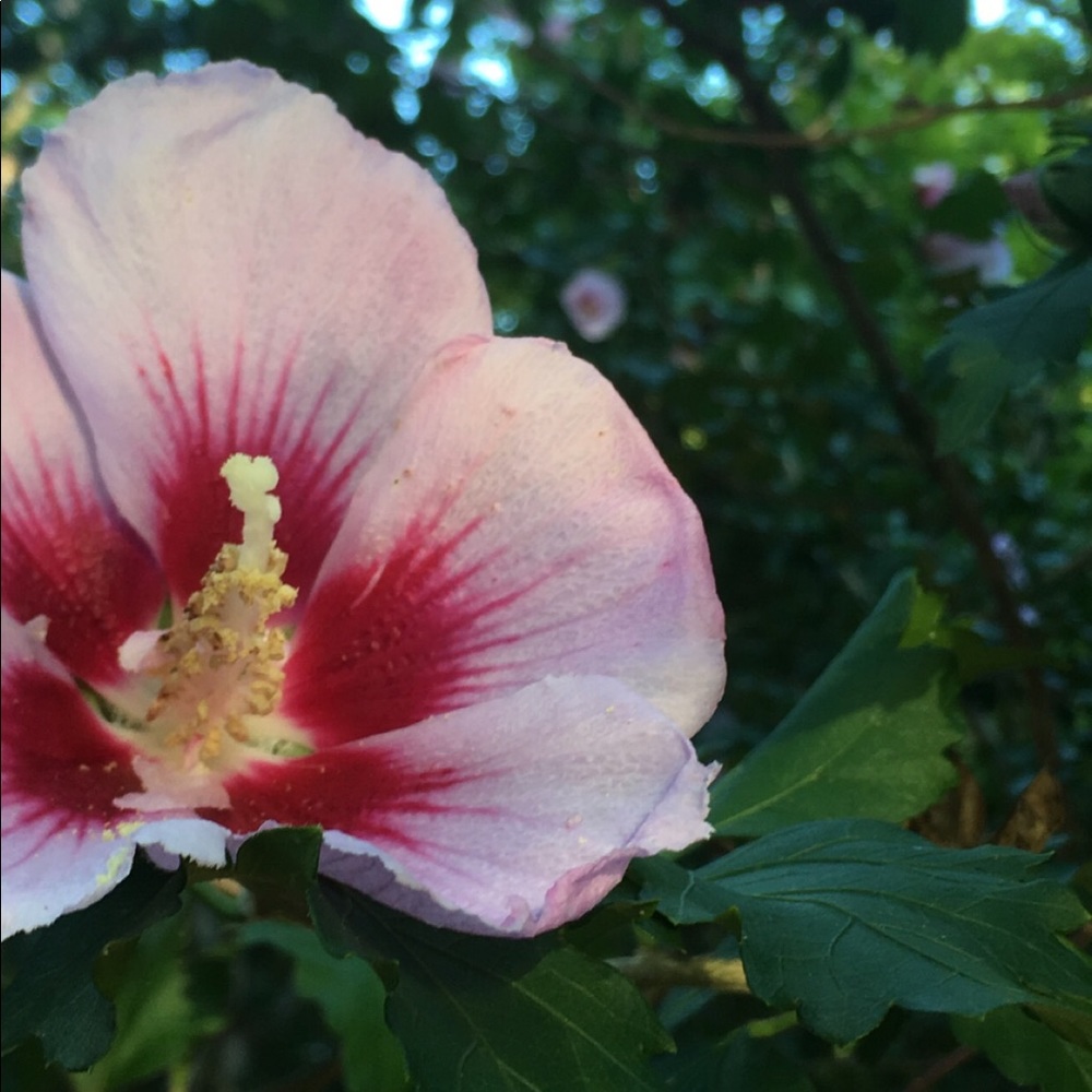 Meet your Posher, Bridget